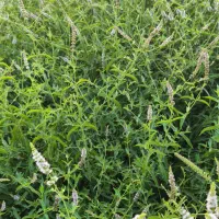 نعنا مخصوص عرق گیری