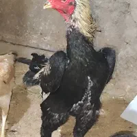 مرغ و خروس اوشامو از نژاد وارداتی