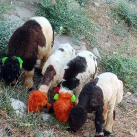 ۳تا ماده یک نر داشتی نمونه