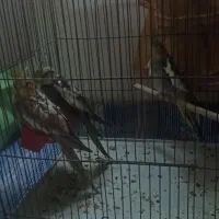 جوجه عروس هلندی
