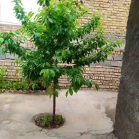 منزل فروشی در روستای زاوه