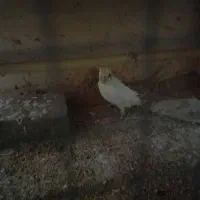 جوجه طوطی عروس