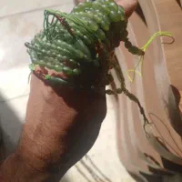 تسبیح شاه مقصود