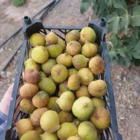 انجیر شکری زعفرانی