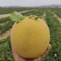 نشا ملون داکو