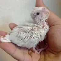 جوجه سرلاکی عروس هلندی
