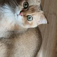 گربه اسکاتیش