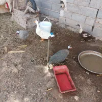 معاوضه مرغ شاخدار ماده باخروس شاخدار