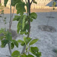 باغچه500متری-سنددار-حصارمهتر-اقساط-شدیدا-زیرقیمت