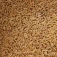 پیش فروش برنج چمپا