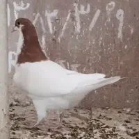 شصتی مغلف کفتر