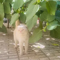 واگذاری بچه گربه نژاد پرشین فلت