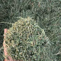 یونجه درجه یک