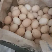 تخم مرغ محلی  کردی