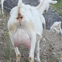 بزسانن ماده