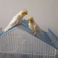 جوجه عروس هلندی قوی و سالم
