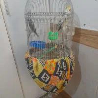 عروس هلندی