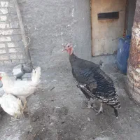 بوقلمون ومرغ
