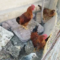 مرغ و خروس محلی