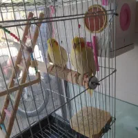 فروش طوطی عروس و کوتوله