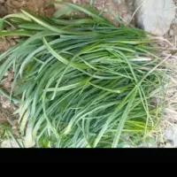 بوسور|گل و گیاه طبیعی|ازنا, |دیوار