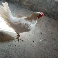 ۶عدد مرغ سفید تخم گذار با قیمت مناسب...خروس