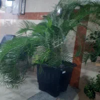 فروش گل سیکاس