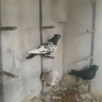 کفتر|پرنده|شیراز, آزادگان|دیوار