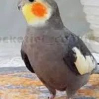 عروس هلندی  نر