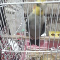 عروس هلندی