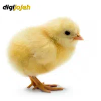 کارگر مرغداری گوشتی