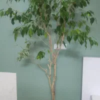 گیاه آپارتمانی