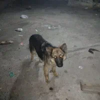 سگ ژرمن