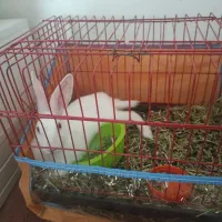 خرگوش با قفس