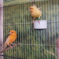 قناری ردفاکتور موزاییکی