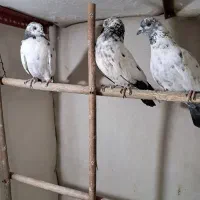 کبوتر پرشی ‌کله دمبی