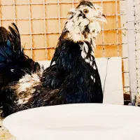 مرغ و خروس لری اصل