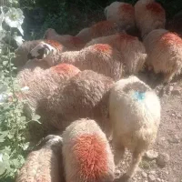 بره|حیوانات مزرعه|یاسوج, |دیوار