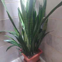 گلهای آپارتمانی