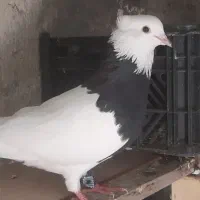کبوتر