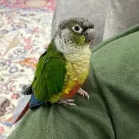 طوطی گرینچیک