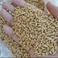 فروش گندم امسال