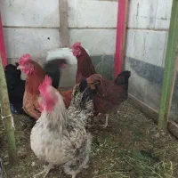 مرغ تخم گذار