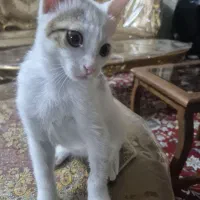 بچه گربه ۲ ماهه واکسن زده