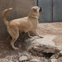 حیوانات|سگ|بروجرد, |دیوار