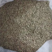 عدس محلی