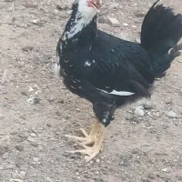 جوجه گلین