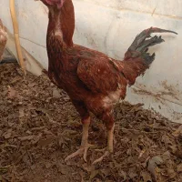خروس