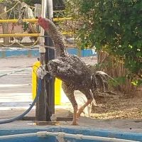 جوجه مرغ خروس لاری اپنزلر  سبرایت آمروک