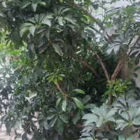 گل شفلرا